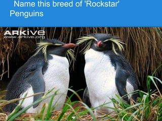 Name this breed of 'Rockstar'
Penguins
 