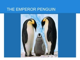THE EMPEROR PENGUIN
 
