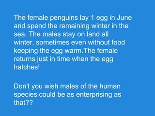 The female penguins lay 1 egg in June
and spend the remaining winter in the
sea. The males stay on land all
winter, sometimes even without food
keeping the egg warm.The female
returns just in time when the egg
hatches!
Don't you wish males of the human
species could be as enterprising as
that??
 