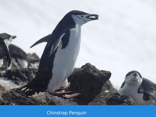 Chinstrap Penguin
 
