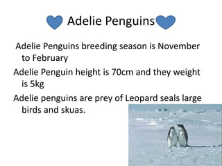 Adelie Penguins Adelie Penguins breeding season is November to February  Adelie Penguin height is 70cm and they weight is 5kg Adelie penguins are prey of Leopard seals large birds and skuas.