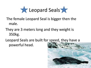 Leopard Seals The female Leopard Seal is bigger then the male.They are 3 meters long and they weight is 350kg.Leopard Se	als are built for speed, they have a powerful head. 
