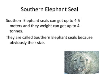 Southern Elephant Seal  Southern Elephant seals can get up to 4.5 meters and they weight can get up to 4 tonnes.They are called Southern Elephant seals because obviously their size.