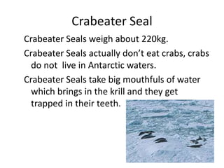 Crabeater SealCrabeater Seals weigh about 220kg.Crabeater Seals actually don’t eat crabs, crabs do not  live in Antarctic waters. Crabeater Seals take big mouthfuls of water which brings in the krill and they get trapped in their teeth.