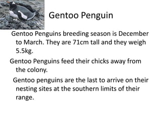Gentoo PenguinGentoo Penguins breeding season is December to March. They are 71cm tall and they weigh 5.5kg.Gentoo Penguins feed their chicks away from the colony.Gentoo penguins are the last to arrive on their nesting sites at the southern limits of their range. 