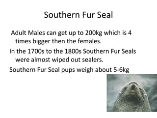 Southern Fur Seal   Adult Males can get up to 200kg which is 4 times bigger then the females.In the 1700s to the 1800s Southern Fur Seals were almost wiped out sealers. Southern Fur Seal pups weigh about 5-6kg