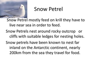 Snow Petrel Snow Petrel mostly feed on krill they have to live near sea in order to feed.Snow Petrels nest around rocky outcrop   or cliffs with suitable ledges for nesting holes.Snow petrels have been known to nest far inland on the Antarctic continent, nearly 200km from the sea they travel for food.