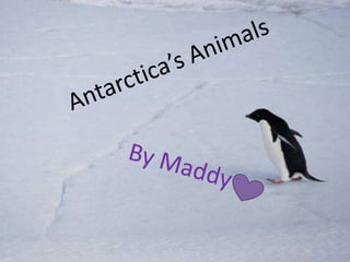 Antarctica’s Animals By Maddy 