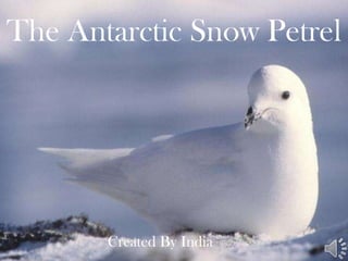 The Antarctic Snow Petrel Created By India 