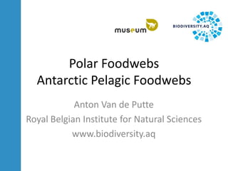 Polar Foodwebs
Antarctic Pelagic Foodwebs
Anton Van de Putte
Royal Belgian Institute for Natural Sciences
www.biodiversity.aq
 