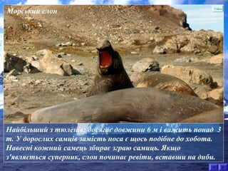 Морський слон Video 
Найбільший з тюленів: досягає довжини 6 м і важить понад 3 
т. У дорослих самців замість носа є щось подібне до хобота. 
Навесні кожний самець збирає зграю самиць. Якщо 
з'являється суперник, слон починає ревіти, вставши на диби. 
 