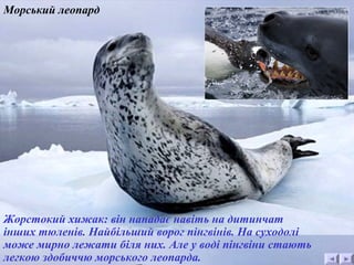 Морський леопард 
Жорстокий хижак: він нападає навіть на дитинчат 
інших тюленів. Найбільший ворог пінгвінів. На суходолі 
може мирно лежати біля них. Але у воді пінгвіни стають 
легкою здобиччю морського леопарда. 
 