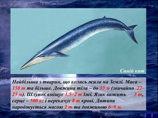 Синій кит 
Найбільша з тварин, що колись жила на Землі. Маса – 
150 т та більше. Довжина тіла – до 33 м (звичайно 22– 
25 м). Шлунок вміщує 1,5–2 т їжі. Язик важить 3 т, 
серце – 500 кг і перекачує 8 т крові. Дитина 
народжується масою 2 т та довжиною 6–9 м. 
 