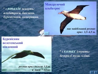 • з птахів живуть: 
альбатроси, баклани, 
буревісники, поморники. 
Мандруючий Капський голубок 
альбатрос 
має найбільший розмах 
крил 3,5–4,5 м. Video 
• з комах існують: 
безкрилі мухи, кліщі. 
Буревісник 
велетенський 
південний 
розмах крил досягає 3,5 м, 
а маса 7–12 кг. 
 