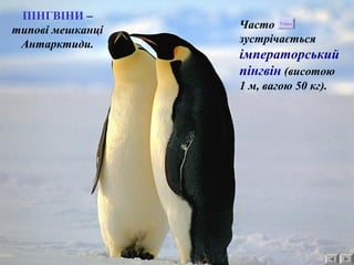 ПІНГВІНИ – 
типові мешканці 
Антарктиди. 
Часто 
Video 
зустрічається 
імператорський 
пінгвін (висотою 
1 м, вагою 50 кг). 
 