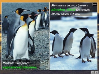 Меншими за розмірами є 
пінгвіни Аделі (висотою 
50 см, вагою 5-8 кг). 
Яскраво забарвлені 
королівські пінгвіни. 
Video 
 