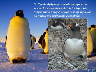  Гнізда будують з камінців прямо на 
землі. Самиця відкладає 1-2 яйця і іде 
годуватися в море. Яйця самець тримає 
на лапах під жировою складкою. 
 