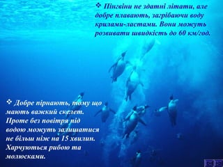  Пінгвіни не здатні літати, але 
добре плавають, загрібаючи воду 
крилами-ластами. Вони можуть 
розвивати швидкість до 60 км/год. 
 Добре пірнають, тому що 
мають важкий скелет. 
Проте без повітря під 
водою можуть залишатися 
не більш ніж на 15 хвилин. 
Харчуються рибою та 
молюсками. 
 