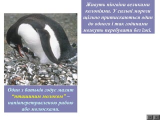 Живуть пінгвіни великими 
колоніями. У сильні морози 
щільно притискаються один 
до одного і так годинами 
можуть перебувати без їжі. 
Один з батьків годує малят 
“пташиним молоком” – 
напівперетравленою рибою 
або молюсками. 
 