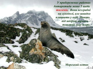 У прибережних районах 
Антарктиди живе 5 видів 
тюленів. Вони незграбні 
на суходолі, але швидко 
плавають у воді. Мають 
під шкірою ворвань – 
товстий шар жиру. 
Морський котик 
 