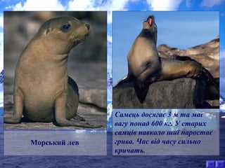 Самець досягає 3 м та має 
вагу понад 600 кг. У старих 
самців навколо шиї наростає 
грива. Час від часу сильно 
кричать. 
Морський лев 
 