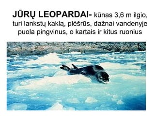 JŪRŲ LEOPARDAI- kūnas 3,6 m ilgio,
turi lankstų kaklą, plėšrūs, dažnai vandenyje
puola pingvinus, o kartais ir kitus ruonius

 