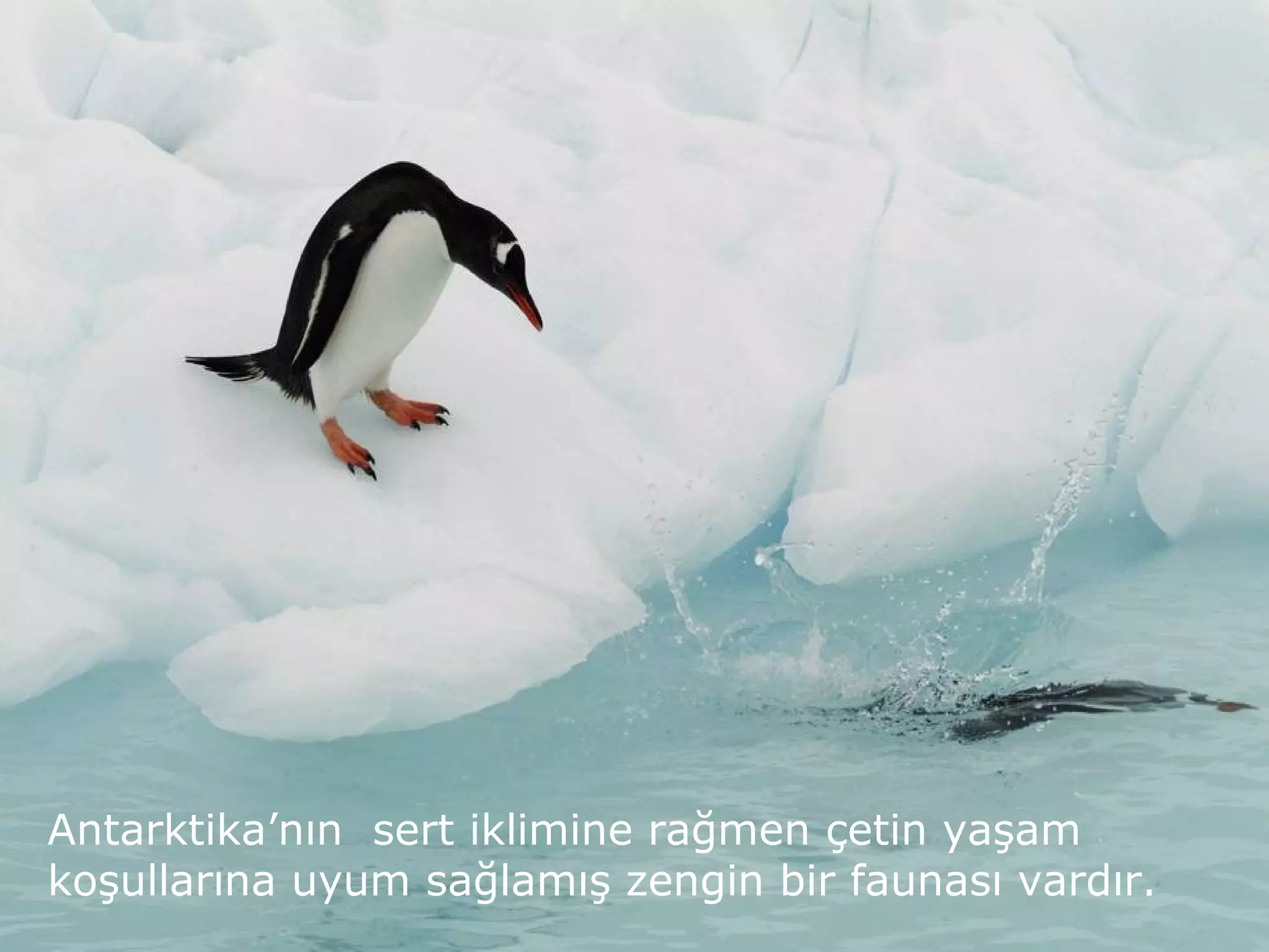 Antarktika’nın sert iklimine rağmen çetin yaşam
koşullarına uyum sağlamış zengin bir faunası vardır.
 