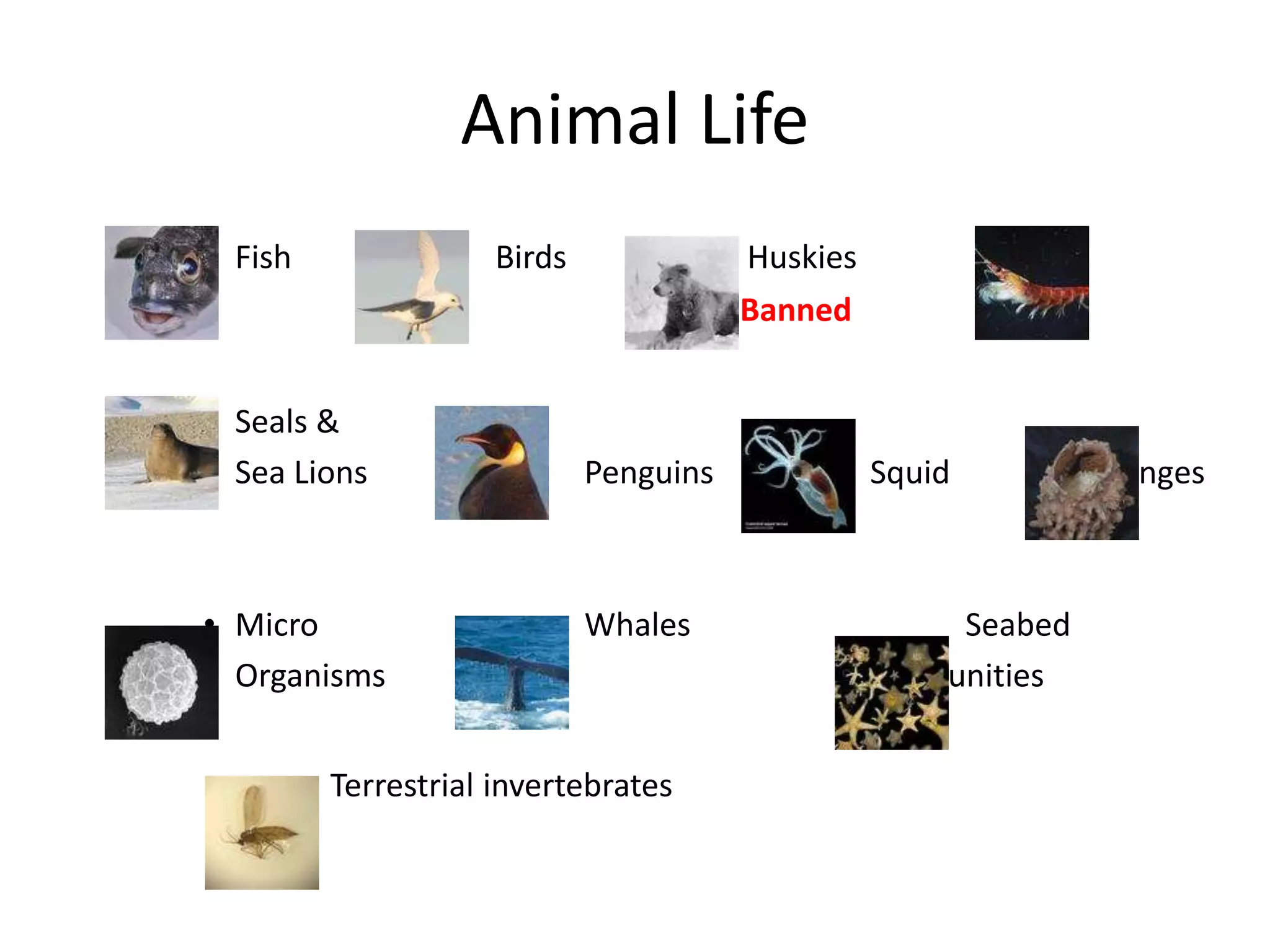 Animal Life
• Fish Birds Huskies Krill
Now Banned
• Seals &
• Sea Lions Penguins Squid Sponges
• Micro Whales Seabed
• Organisms Communities
Terrestrial invertebrates
 