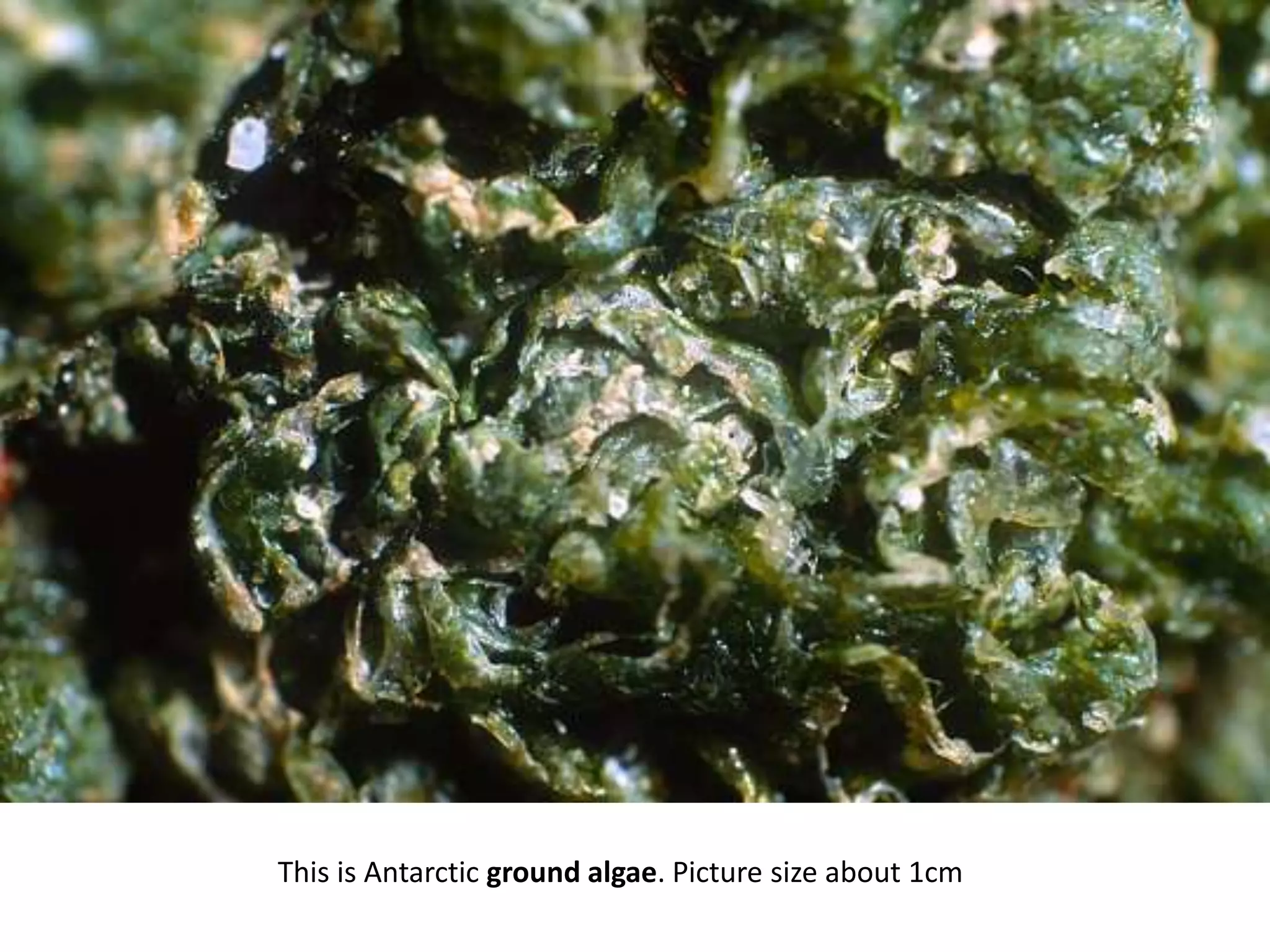 This is Antarctic ground algae. Picture size about 1cm
 