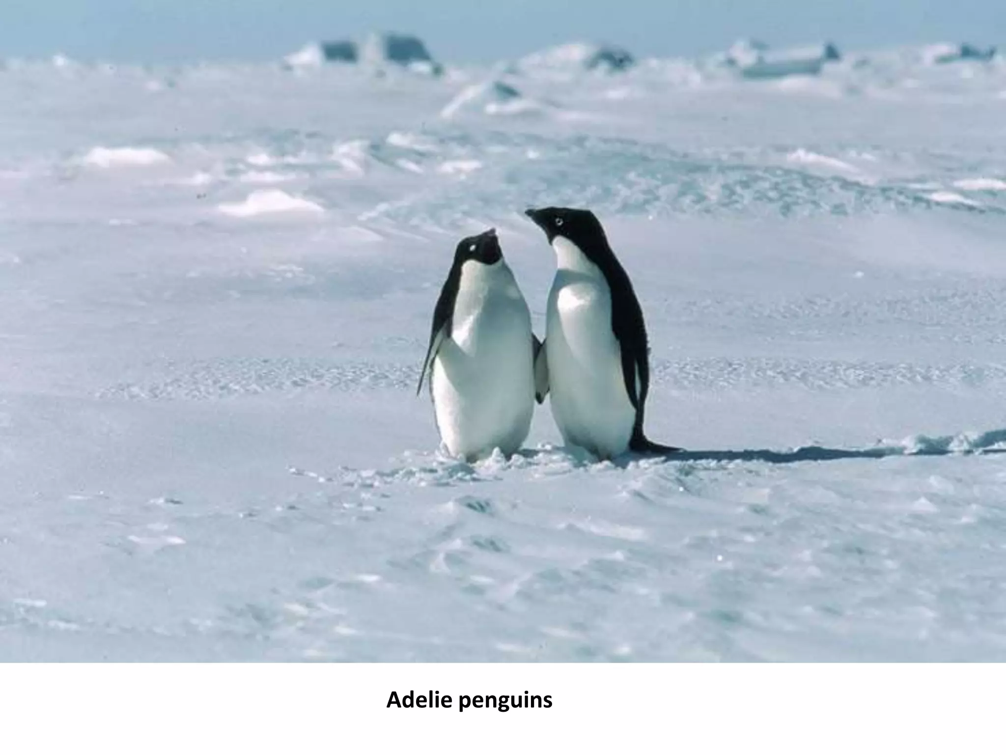 Adelie penguins
 