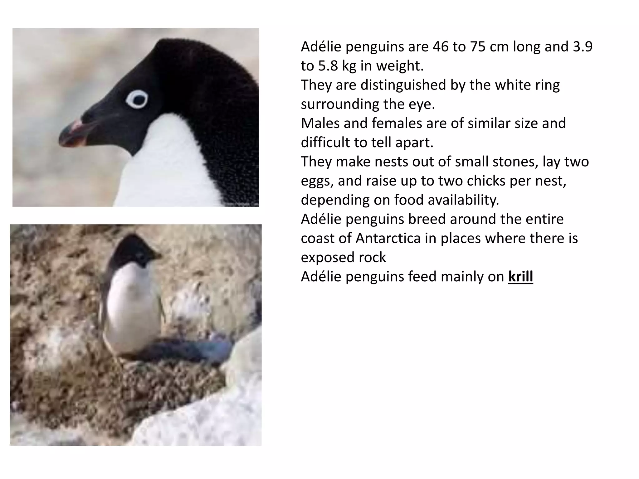 Adélie penguins are 46 to 75 cm long and 3.9
to 5.8 kg in weight.
They are distinguished by the white ring
surrounding the eye.
Males and females are of similar size and
difficult to tell apart.
They make nests out of small stones, lay two
eggs, and raise up to two chicks per nest,
depending on food availability.
Adélie penguins breed around the entire
coast of Antarctica in places where there is
exposed rock
Adélie penguins feed mainly on krill
 