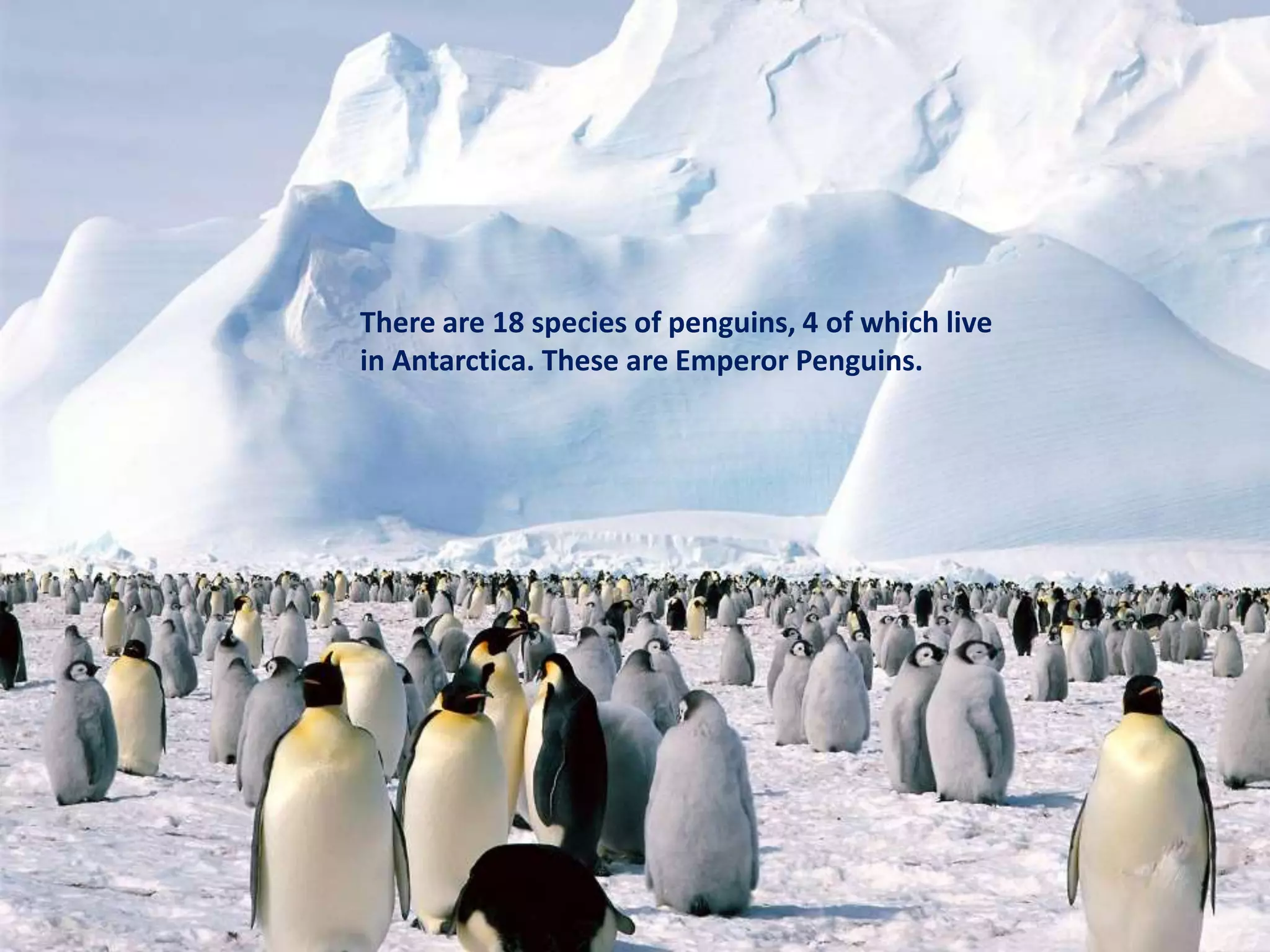 There are 18 species of penguins, 4 of which live
in Antarctica. These are Emperor Penguins.
 