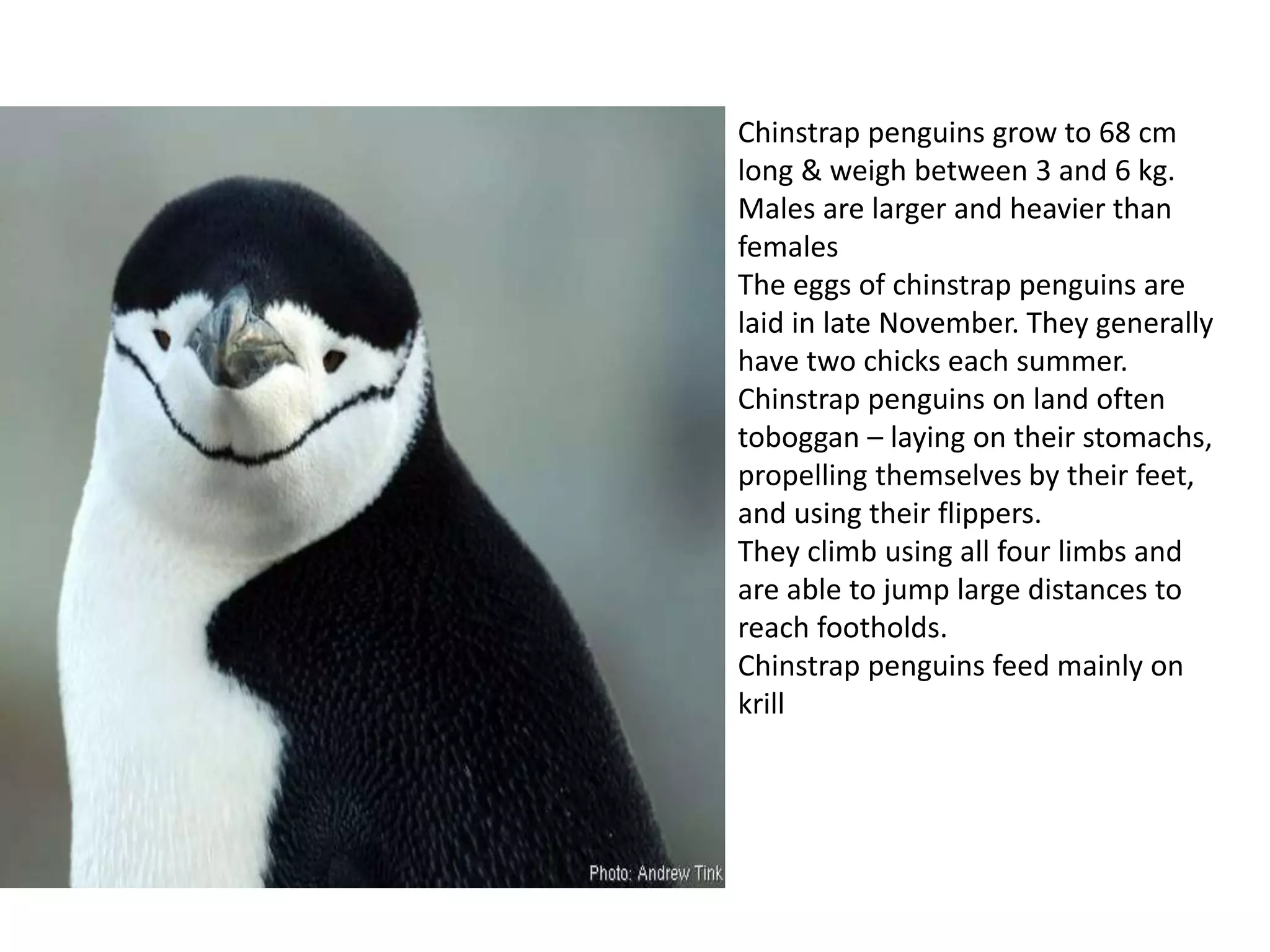 Chinstrap penguins grow to 68 cm
long & weigh between 3 and 6 kg.
Males are larger and heavier than
females
The eggs of chinstrap penguins are
laid in late November. They generally
have two chicks each summer.
Chinstrap penguins on land often
toboggan – laying on their stomachs,
propelling themselves by their feet,
and using their flippers.
They climb using all four limbs and
are able to jump large distances to
reach footholds.
Chinstrap penguins feed mainly on
krill
 