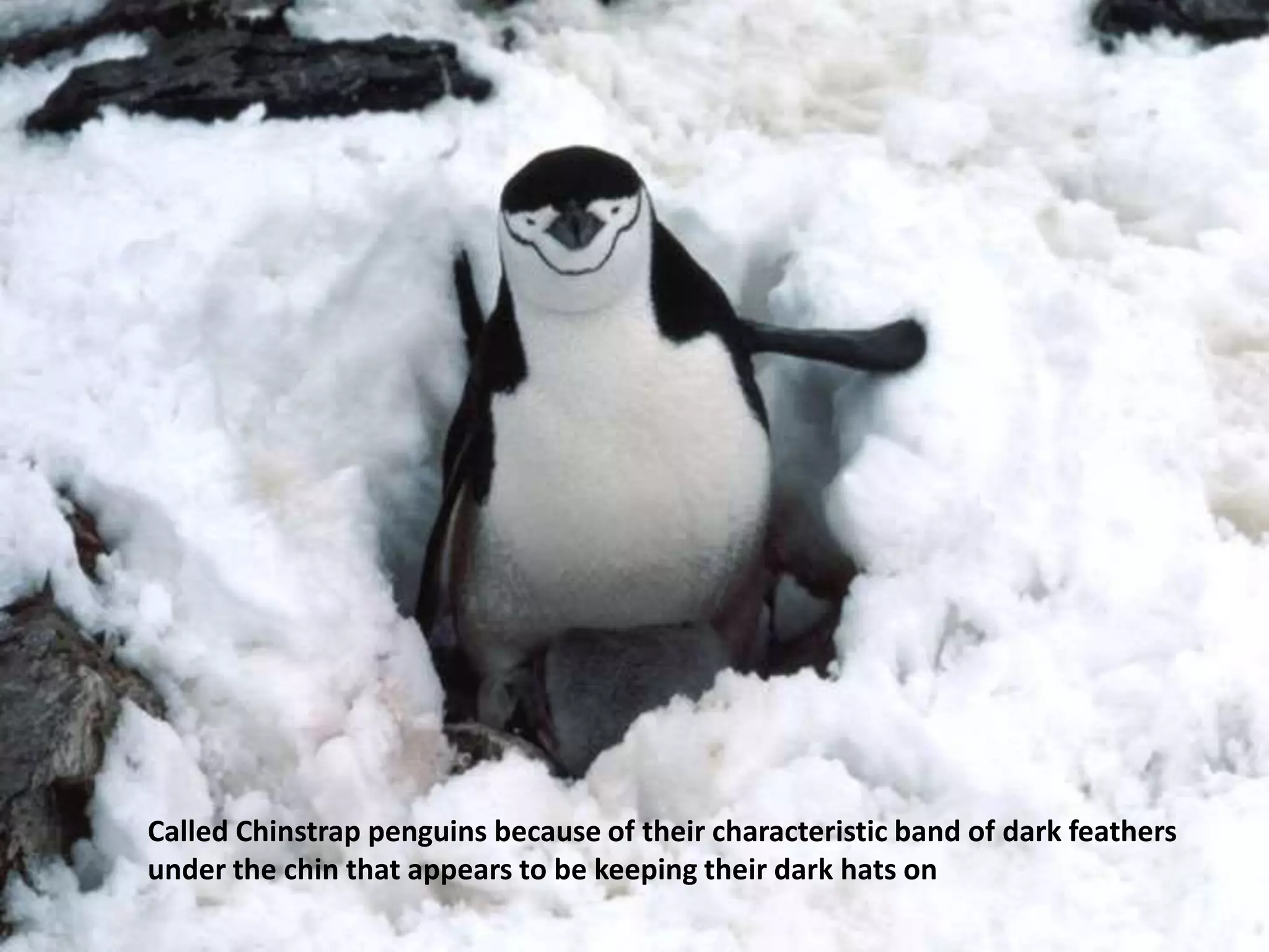 Called Chinstrap penguins because of their characteristic band of dark feathers
under the chin that appears to be keeping their dark hats on
 
