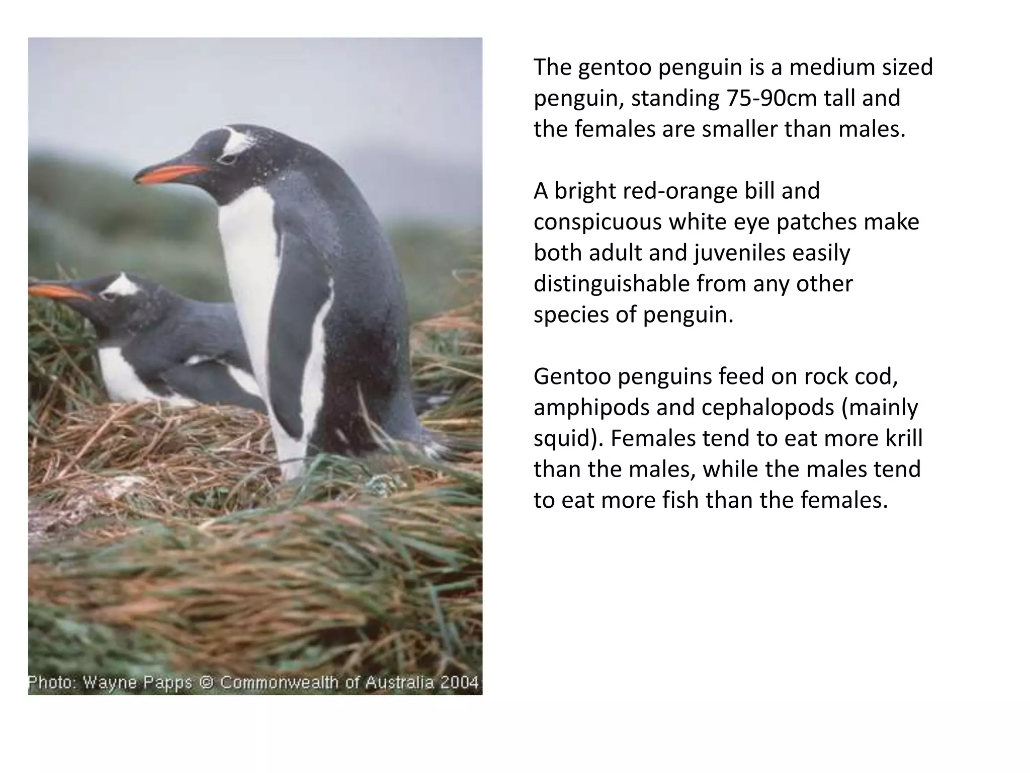 The gentoo penguin is a medium sized
penguin, standing 75-90cm tall and
the females are smaller than males.
A bright red-orange bill and
conspicuous white eye patches make
both adult and juveniles easily
distinguishable from any other
species of penguin.
Gentoo penguins feed on rock cod,
amphipods and cephalopods (mainly
squid). Females tend to eat more krill
than the males, while the males tend
to eat more fish than the females.
 