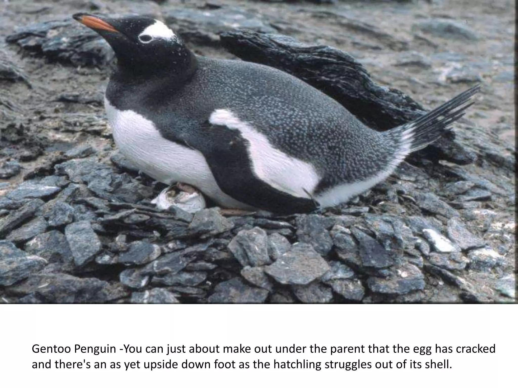 Gentoo Penguin -You can just about make out under the parent that the egg has cracked
and there's an as yet upside down foot as the hatchling struggles out of its shell.
 