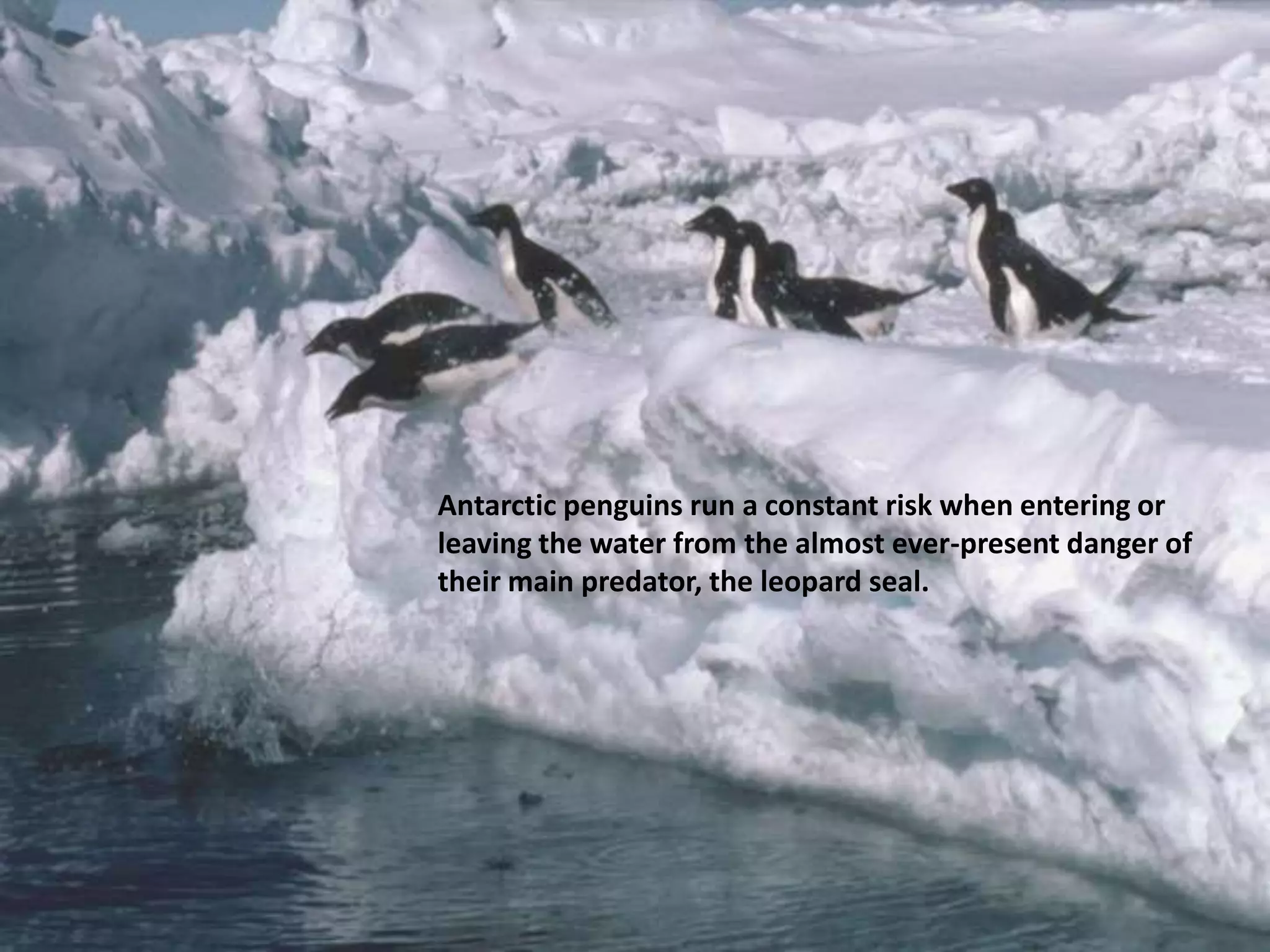 Antarctic penguins run a constant risk when entering or
leaving the water from the almost ever-present danger of
their main predator, the leopard seal.
 