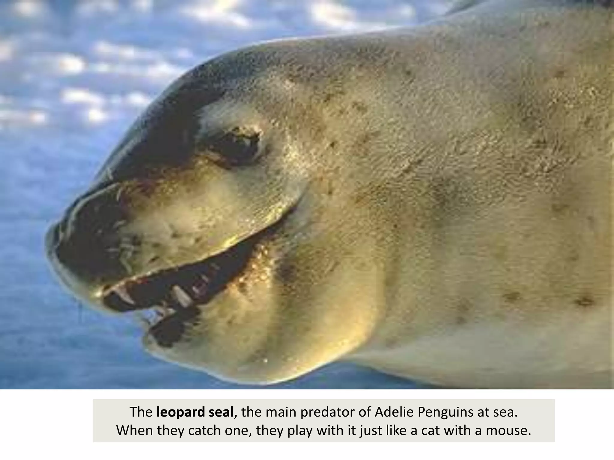 The leopard seal, the main predator of Adelie Penguins at sea.
When they catch one, they play with it just like a cat with a mouse.
 