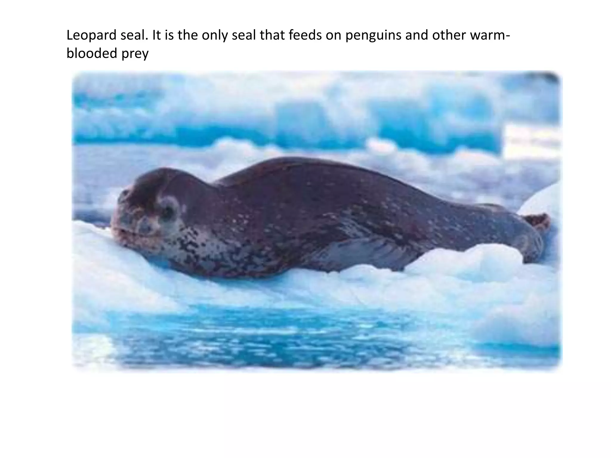 Leopard seal. It is the only seal that feeds on penguins and other warm-
blooded prey
 