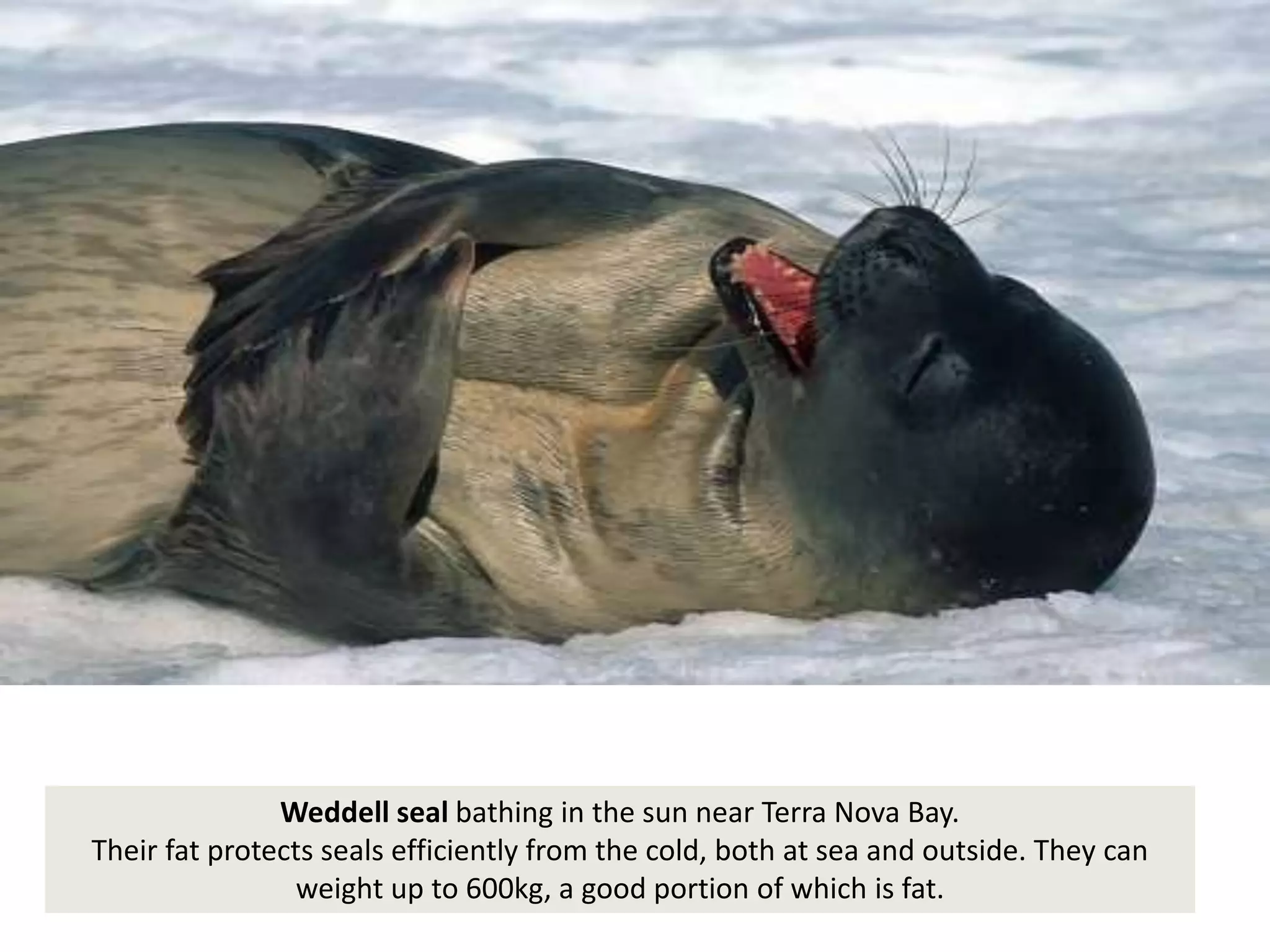 Weddell seal bathing in the sun near Terra Nova Bay.
Their fat protects seals efficiently from the cold, both at sea and outside. They can
weight up to 600kg, a good portion of which is fat.
 