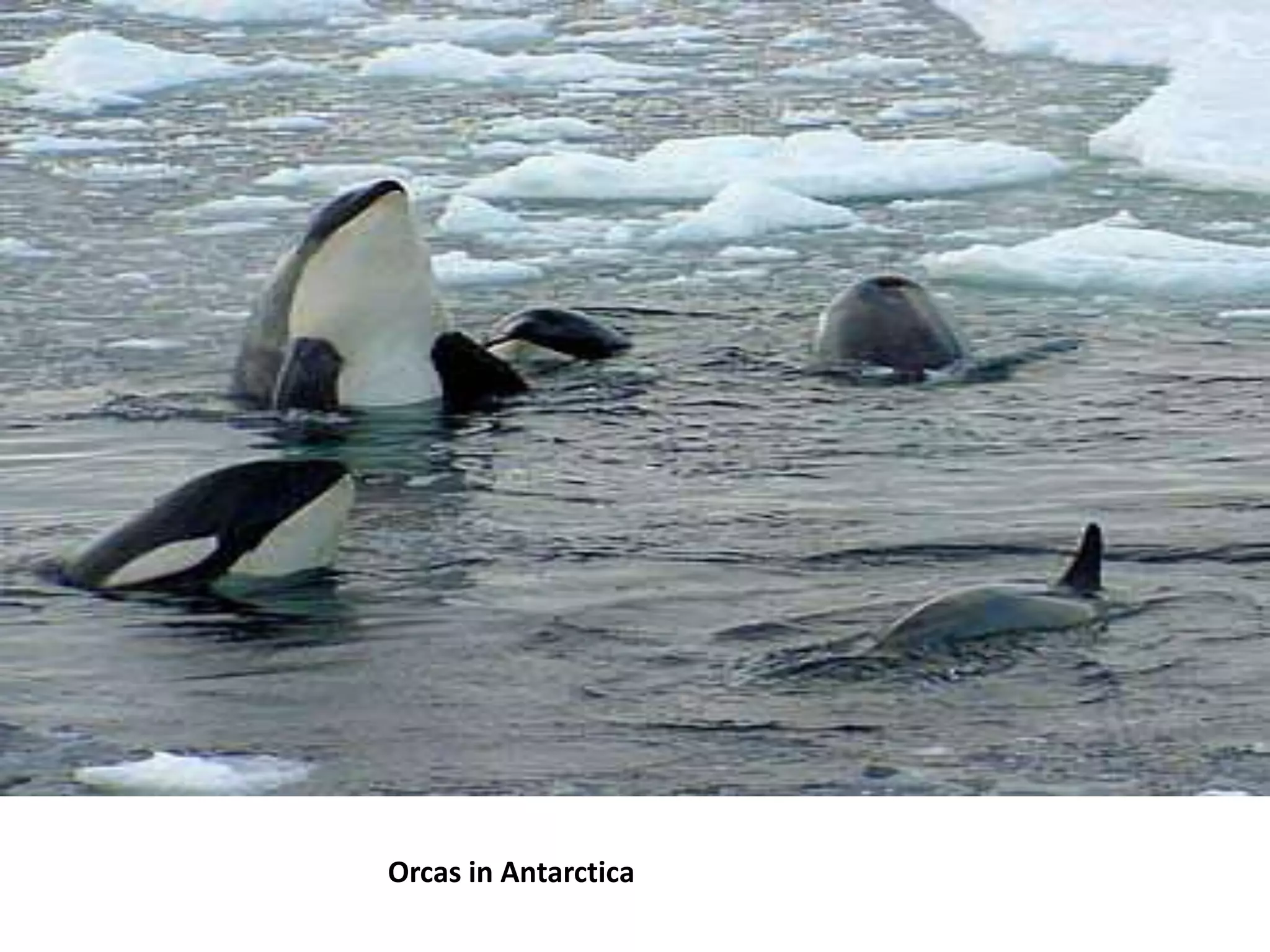 Orcas in Antarctica
 