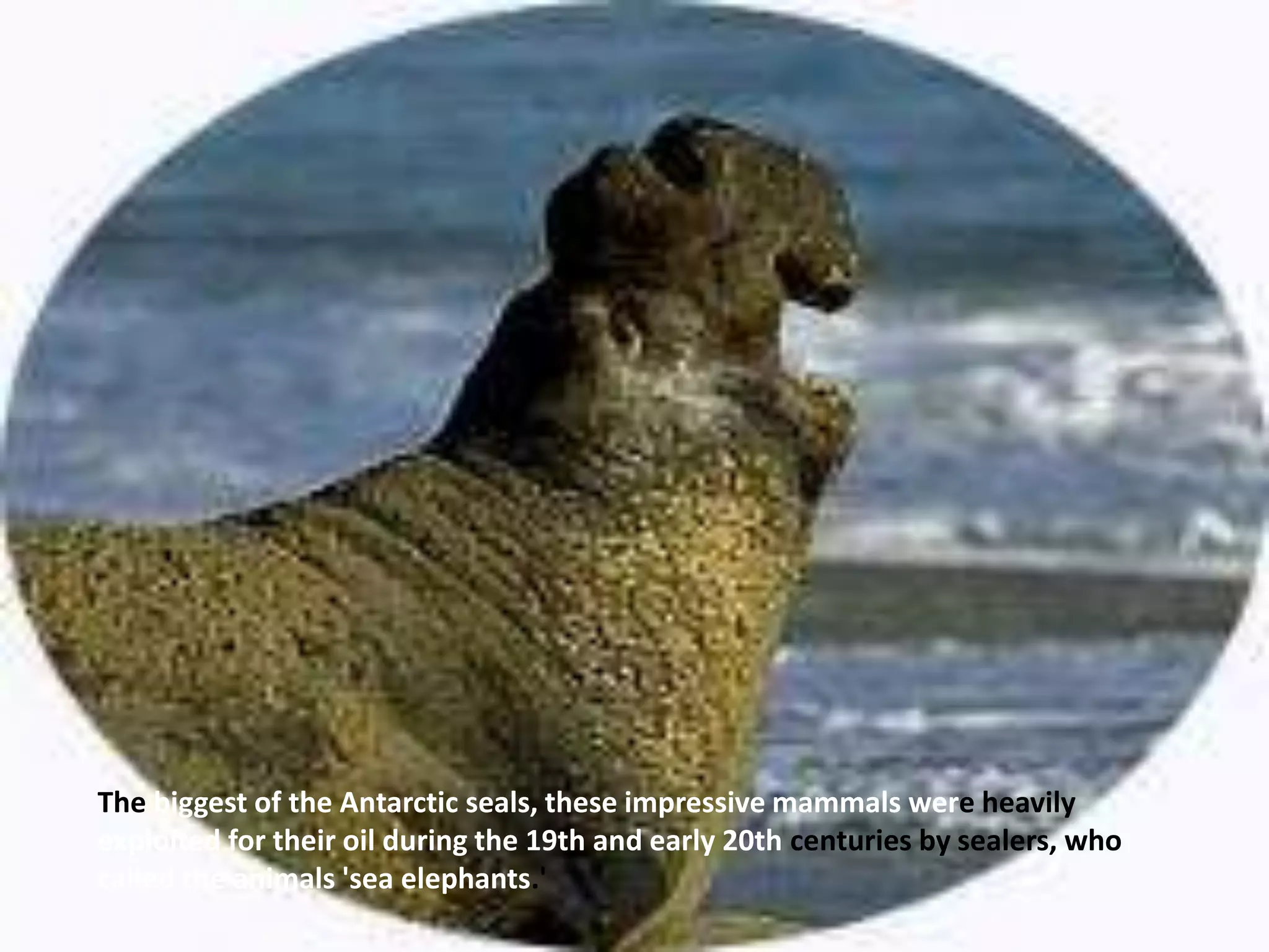 The biggest of the Antarctic seals, these impressive mammals were heavily
exploited for their oil during the 19th and early 20th centuries by sealers, who
called the animals 'sea elephants.'
 