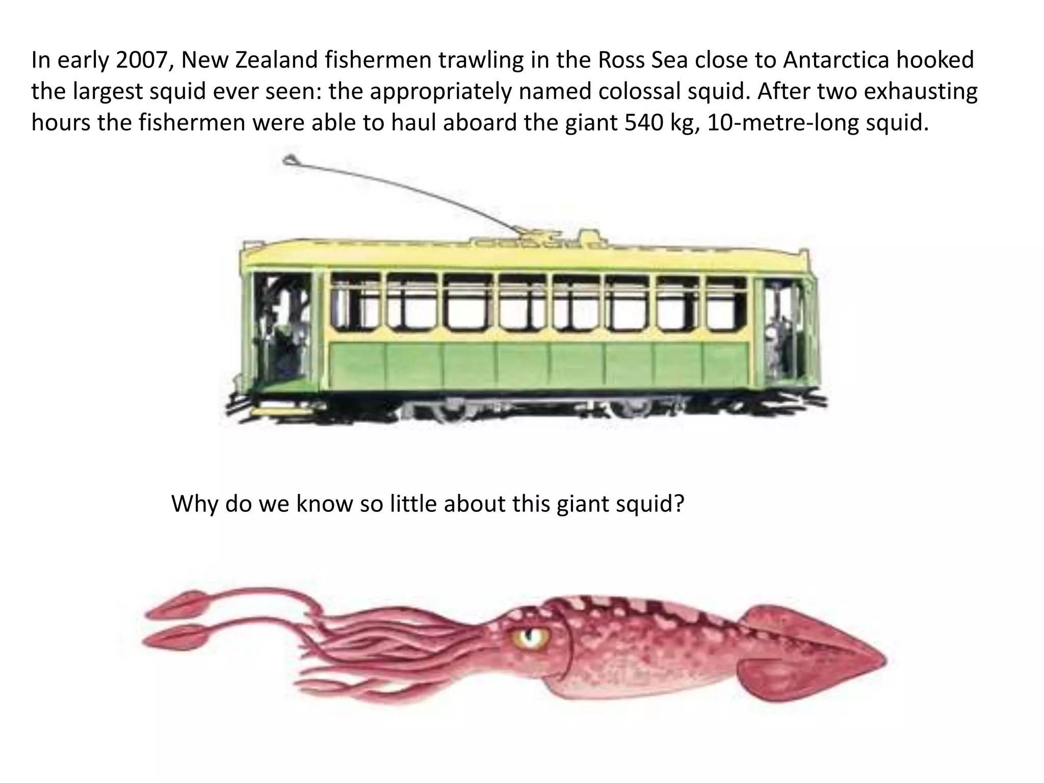 In early 2007, New Zealand fishermen trawling in the Ross Sea close to Antarctica hooked
the largest squid ever seen: the appropriately named colossal squid. After two exhausting
hours the fishermen were able to haul aboard the giant 540 kg, 10-metre-long squid.
Why do we know so little about this giant squid?
 