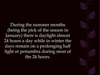 During the summer months (being the pick of the season in January) there is daylight almost 24 hours a day while in winter the days remain on a prolonging half light or penumbra during most of the 24 hours. 