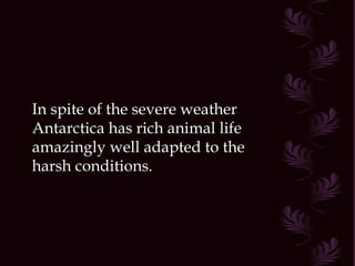 In spite of the severe weather Antarctica has rich animal life amazingly well adapted to the harsh conditions.  