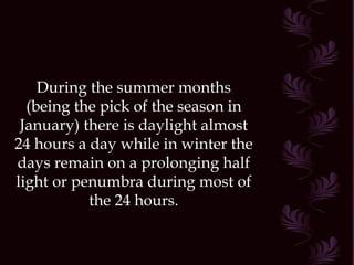 During the summer months (being the pick of the season in January) there is daylight almost 24 hours a day while in winter the days remain on a prolonging half light or penumbra during most of the 24 hours. 