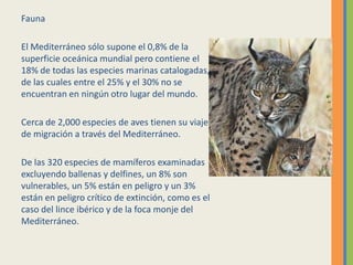 Fauna
El Mediterráneo sólo supone el 0,8% de la
superficie oceánica mundial pero contiene el
18% de todas las especies marinas catalogadas,
de las cuales entre el 25% y el 30% no se
encuentran en ningún otro lugar del mundo.
Cerca de 2,000 especies de aves tienen su viaje
de migración a través del Mediterráneo.
De las 320 especies de mamíferos examinadas
excluyendo ballenas y delfines, un 8% son
vulnerables, un 5% están en peligro y un 3%
están en peligro crítico de extinción, como es el
caso del lince ibérico y de la foca monje del
Mediterráneo.
 