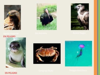 Águila Imperial
EN PELIGRO
Ibis Eremita Buitre Negro
Foca Monje
EN PELIGRO
Cangrejo Buey Pelagia Noctiluca
 