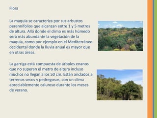 Flora
La maquia se caracteriza por sus arbustos
perennifolios que alcanzan entre 1 y 5 metros
de altura. Allá donde el clima es más húmedo
será más abundante la vegetación de la
maquia, como por ejemplo en el Mediterráneo
occidental donde la lluvia anual es mayor que
en otras áreas.
La garriga está compuesta de árboles enanos
que no superan el metro de altura incluso
muchos no llegan a los 50 cm. Están anclados a
terrenos secos y pedregosos, con un clima
apreciablemente caluroso durante los meses
de verano.
 