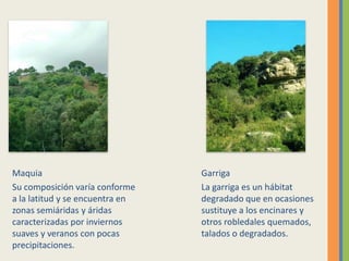 Maquia
Su composición varía conforme
a la latitud y se encuentra en
zonas semiáridas y áridas
caracterizadas por inviernos
suaves y veranos con pocas
precipitaciones.
Garriga
La garriga es un hábitat
degradado que en ocasiones
sustituye a los encinares y
otros robledales quemados,
talados o degradados.
 
